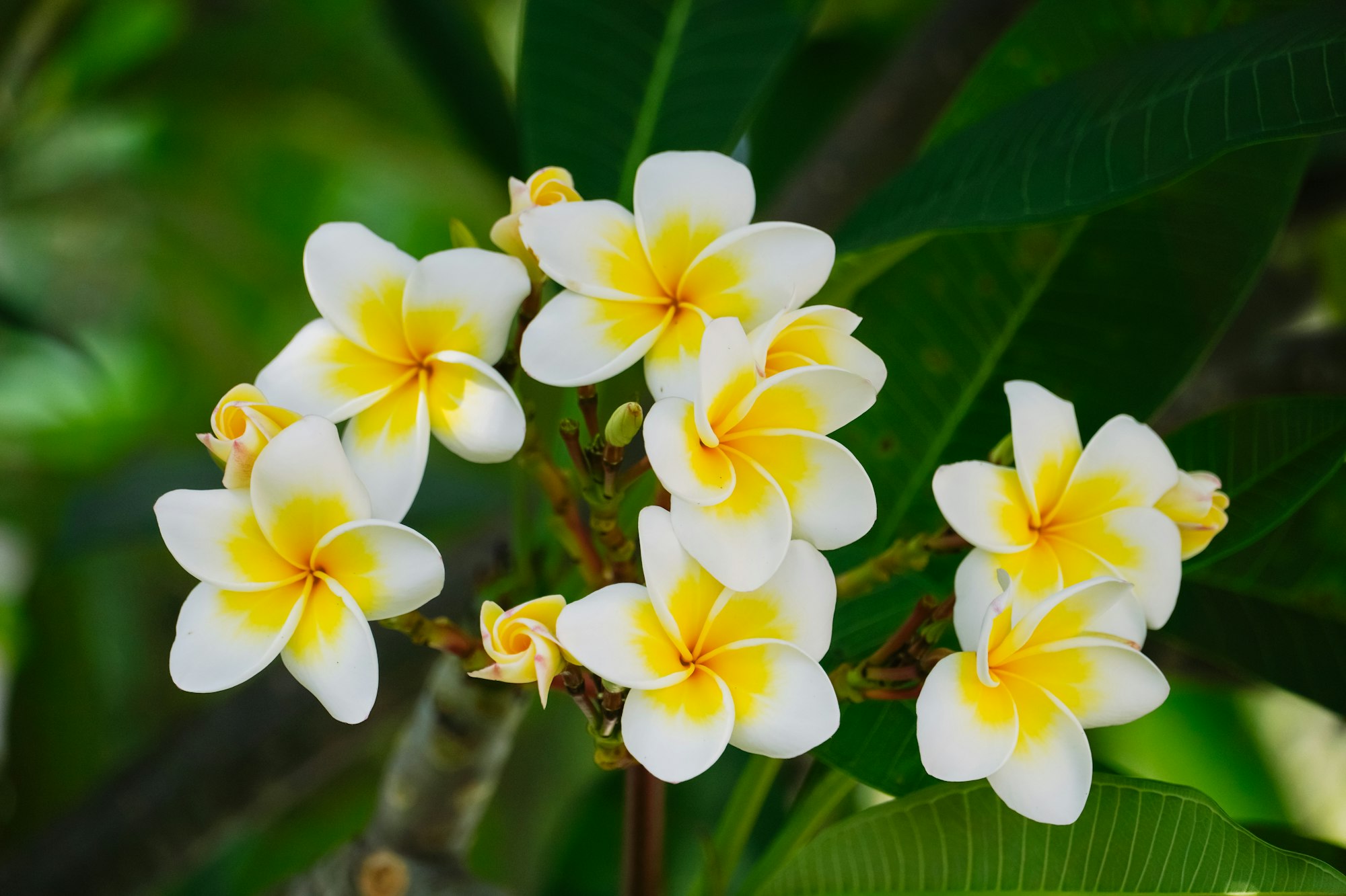 Close up of flower in the nature for background, nature background